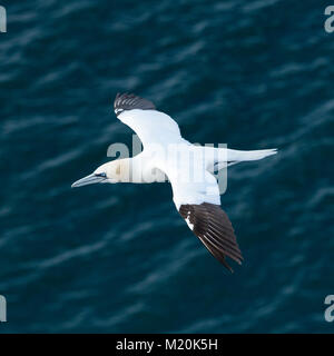 Close-up di alta vista soleggiato gannett battenti & innalza sul Mare del Nord, ali distese - Bempton Cliffs RSPB riserva, East Yorkshire, Inghilterra, Regno Unito. Foto Stock