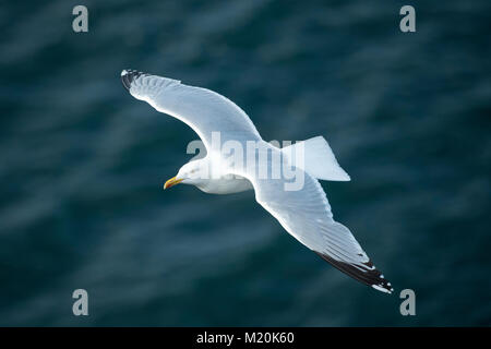 Close-up di alta vista di aringa gull flying & innalza sul Mare del Nord, ali distese - Bempton Cliffs RSPB riserva, East Yorkshire, Inghilterra, Regno Unito. Foto Stock
