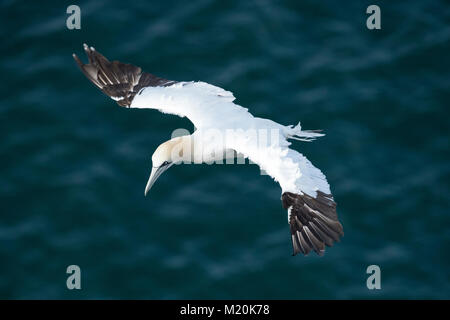 Close-up di alta vista 1 battente gannett volando sul mare, ali increspato & proteso - Bempton Cliffs RSPB riserva, East Yorkshire, Inghilterra, Regno Unito. Foto Stock