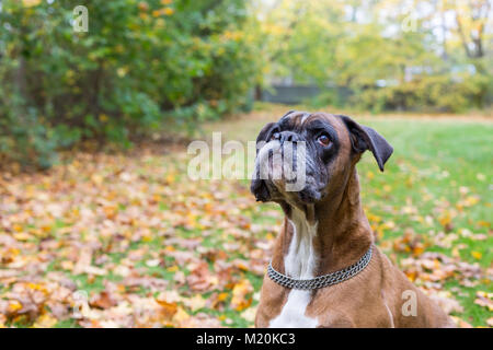 Boxer tedesche è vuole biscotto cane Foto Stock