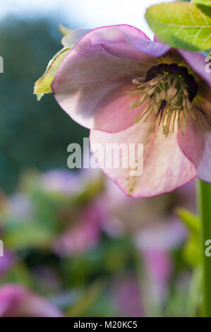 Helleborus orientalis rosa rosa quaresimale l'Elleboro inverno primavera perenne fioritura. Foto Stock