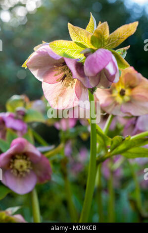 Helleborus orientalis rosa rosa quaresimale l'Elleboro inverno primavera perenne fioritura. Foto Stock