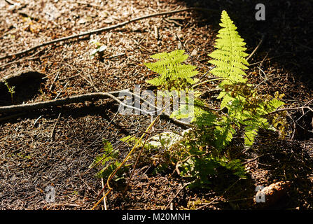 Immagini della natura attorno al lago di colore giallo, un piccolo lago nella zona urbana in issaquah nello stato di Washington Foto Stock