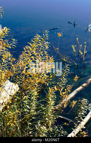 Immagini della natura attorno al lago di colore giallo, un piccolo lago nella zona urbana in issaquah nello stato di Washington Foto Stock