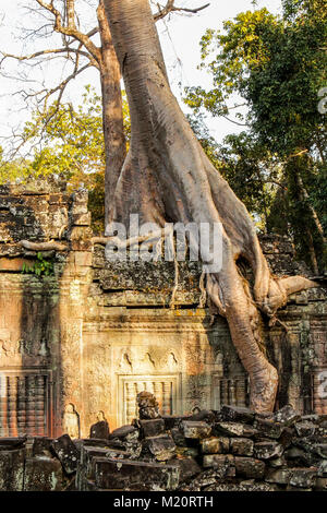 Tempio sovradimensionate rovina, Angkor Wat, Cambogia - albero sulla parete del tempio Foto Stock