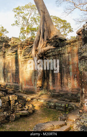 Tempio sovradimensionate rovina, Angkor Wat, Cambogia - albero sulla parete del tempio Foto Stock