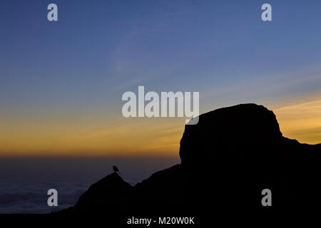 Una lunga passeggiata fino a Kilimanjaro sul percorso di Whiskey Foto Stock