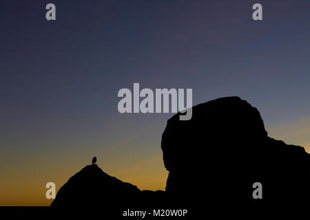 Una lunga passeggiata fino a Kilimanjaro sul percorso di Whiskey Foto Stock