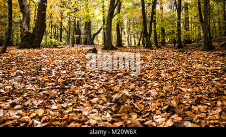 Alderley Edge, Cheshire, Inghilterra in autunno Foto Stock