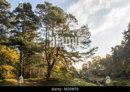 Alderley Edge, Cheshire, Inghilterra in autunno Foto Stock