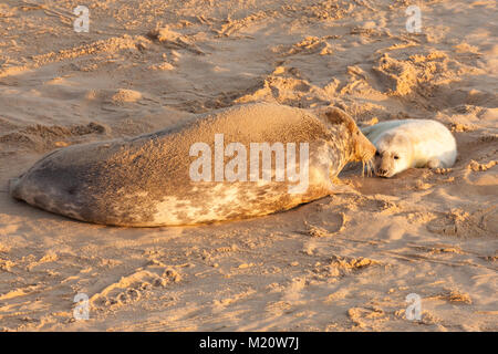 Nuova guarnizione nato pup e madre l'incollaggio sulla spiaggia sabbiosa in NORFOLK REGNO UNITO. 7am mattina presto all'alba. Foto Stock