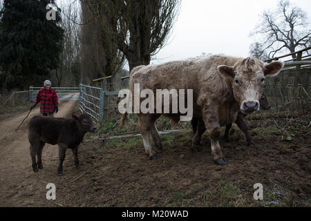 Rosamund giovani, autore di "La vita segreta di vacca, fotografato su Kites Nest Farm, dove ella razze di bovini, Cotswolds, England, Regno Unito Foto Stock