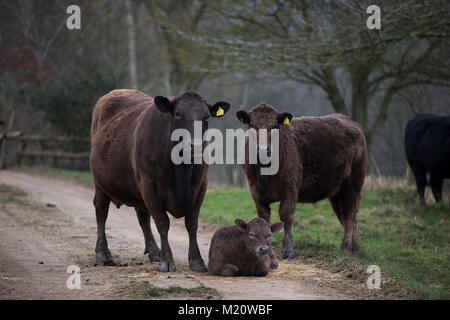 Rosamund giovani, autore di "La vita segreta di vacca, fotografato su Kites Nest Farm, dove ella razze di bovini, Cotswolds, England, Regno Unito Foto Stock