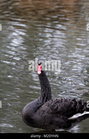 Un Black Swan preening è piume al centro di zone umide di Barnes, Londra Foto Stock