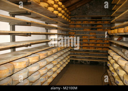 Righe di formaggio round su scaffalature di legno in negozio o in fabbrica di latte. Formaggi sui ripiani. Foto Stock