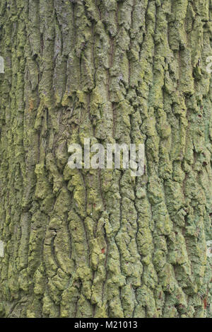 Vecchia Quercia verde texture di corteccia Foto Stock