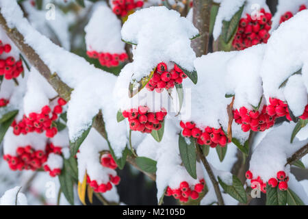 Bacche rosse di Cotoneaster visto dopo una nevicata. Foto Stock