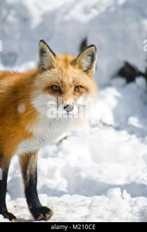 Una volpe rossa, nome scientifico Vulpes vulpes, nella neve. Foto Stock