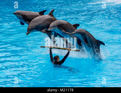 I delfini saltando su loro trainer presso il Loro Parque Tenerife 2016 Foto Stock