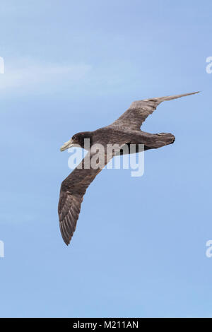 Il gigante del sud Petrel; Macronectes giganteus; Antartico petrel gigante; fulmar gigante; stinker; stinkpot; pinguini volare sopra il Drake passaggio tra un Foto Stock