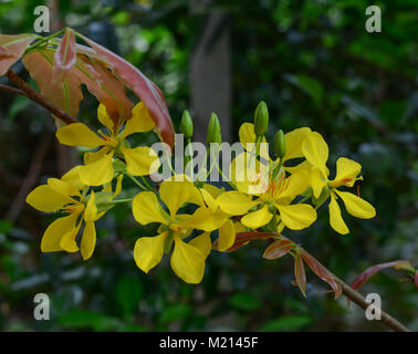 Ochna integerrima fiori al giardino botanico in primavera. Foto Stock