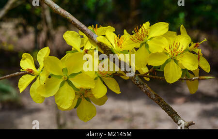 Ochna integerrima fiori che sbocciano in giardino nella primavera del tempo. Foto Stock