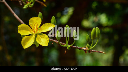 Ochna integerrima fioriture dei fiori al parco in primavera. Foto Stock