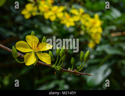 Ochna integerrima fiori al giardino botanico in primavera. Foto Stock