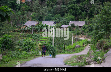 Lao Cai, Vietnam - 31 maggio 2016. Un uomo che trasportava erba sulla strada rurale in Y Ty Township, Lao Cai, Vietnam. Foto Stock