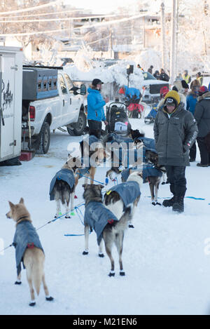 FAIRBANKS ALASKA - 3 febbraio 2018: Mushers preparare le loro squadre di cani per la partenza di Yukon Quest. Credito: Roger Asbury/Alamy Live News Foto Stock