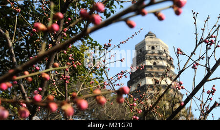 Suzhou. 4 febbraio, 2018. Foto scattata nel Febbraio 4, 2018 mostra fiori di susina alla Collina della Tigre scenic area di Suzhou, est cinese della provincia di Jiangsu. Il giorno della 'Lichun", che letteralmente significa l'inizio della primavera, cade il 4 febbraio di quest'anno. Lichun è il primo del solare 24 termini di calendario lunisolare cinese. Credito: Appendere Xingwei/Xinhua/Alamy Live News Foto Stock
