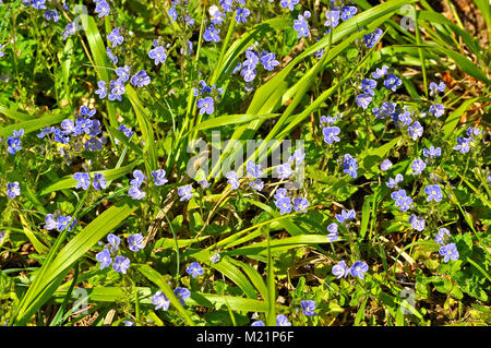 Dimenticare-me-non fiorisce in Farley Mount, Winchester, Hampshire, Regno Unito. Foto Stock