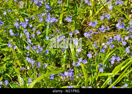 Dimenticare-me-non fiorisce in Farley Mount, Winchester, Hampshire, Regno Unito. Foto Stock