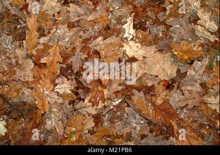 Wet caduto foglie di quercia nel nuovo Parco Nazionale della Foresta Foto Stock