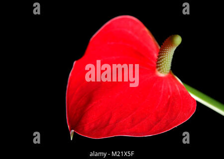 Closeup shot di fioritura Anthurium Flamingo Flower Boy fiore Foto Stock
