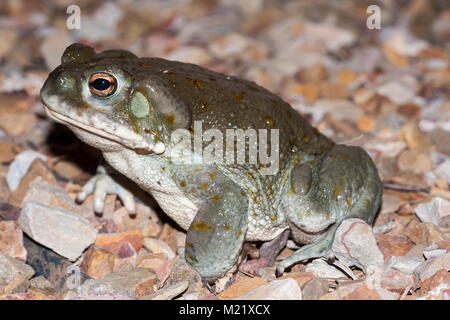 Il fiume Colorado toad (Incilius alvarius), il Deserto Sonoran toad, è un rospo psicoattive trovata nel Messico del Nord e del sud-ovest degli Stati Uniti. La sua tossina contiene 5-MeO-DMT e bufotenin. Foto Stock