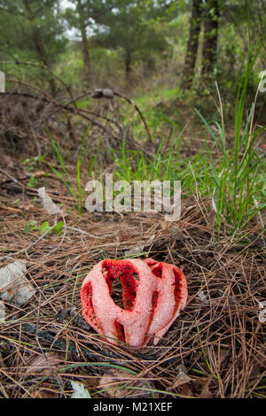 Clathrus ruber è una specie di fungo nella famiglia stinkhorn, e il tipo di specie del genere Clathrus. È comunemente noto come il tralicciati stinkhorn, il cestello stinkhorn, o la gabbia di rosso. Foto Stock