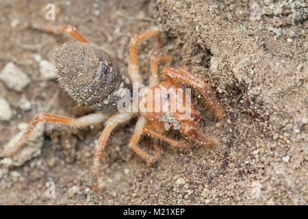 Solifugae è un ordine di animali nella classe Arachnida variamente nota come camel ragni, vento scorpioni, sun ragni, o solifuges. Ritratto di macro Foto Stock