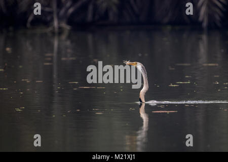 L'Oriental darter o indiani darter (Anhinga melanogaster) cattura e mangiare il pesce nel lago a Bharatpur Bird Sanctuary, Rajasthan, India Foto Stock