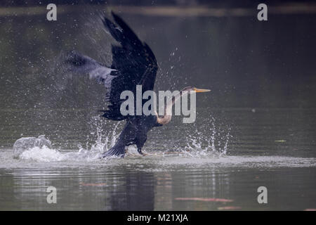 L'Oriental darter o indiani darter (Anhinga melanogaster) cattura e mangiare il pesce nel lago a Bharatpur Bird Sanctuary, Rajasthan, India Foto Stock