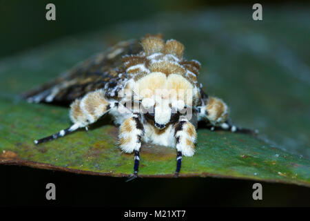 Una falena nella foresta pluviale del Borneo, Malaysia Foto Stock