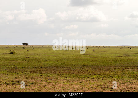 Campo con zebre (Equus) e blu GNU (Connochaetes taurinus), comune GNU, bianco-barbuto gnu o borchiati gnu, nel Serengeti, Tanz Foto Stock