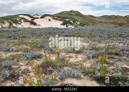 Newborough Warren è un esteso sistema di dune su Anglesey (Galles del Nord). Si tratta di uno dei più importanti sistemi dunosi in Europa per la conservazione delle dune. Foto Stock