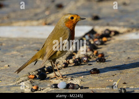 Unione robin Erithacus rubecula Foto Stock