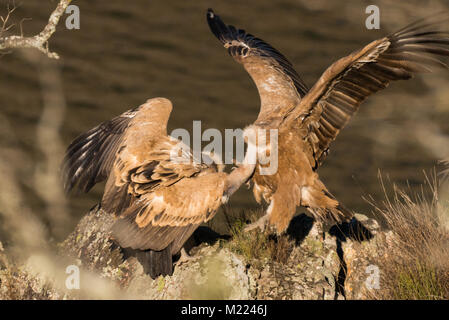 Grifone Gyps fulvus in Extremadura Foto Stock