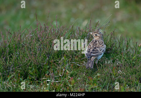 Skylark-Alauda arvense. Regno Unito Foto Stock