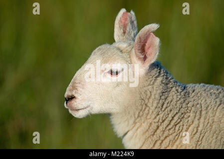 Lamb-Ovis aries. Yorkshire. Regno Unito Foto Stock