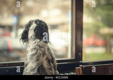 Cane di guardare attraverso una finestra di un coffee shop Foto Stock