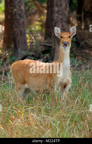 Barasingha femmina o cervo di palude (Rucervus duvaucelii), il Parco Nazionale di Kanha, India Foto Stock
