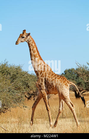 Una giraffa (Giraffa camelopardalis) in habitat naturale, Sud Africa Foto Stock